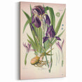 Botanical Art Prints – Vintage Iris Floral Illustration