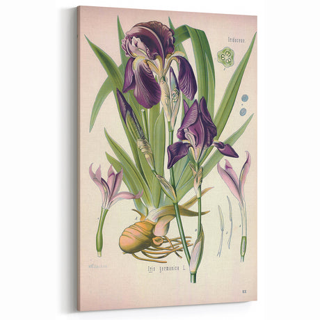 Botanical Art Prints – Vintage Iris Floral Illustration