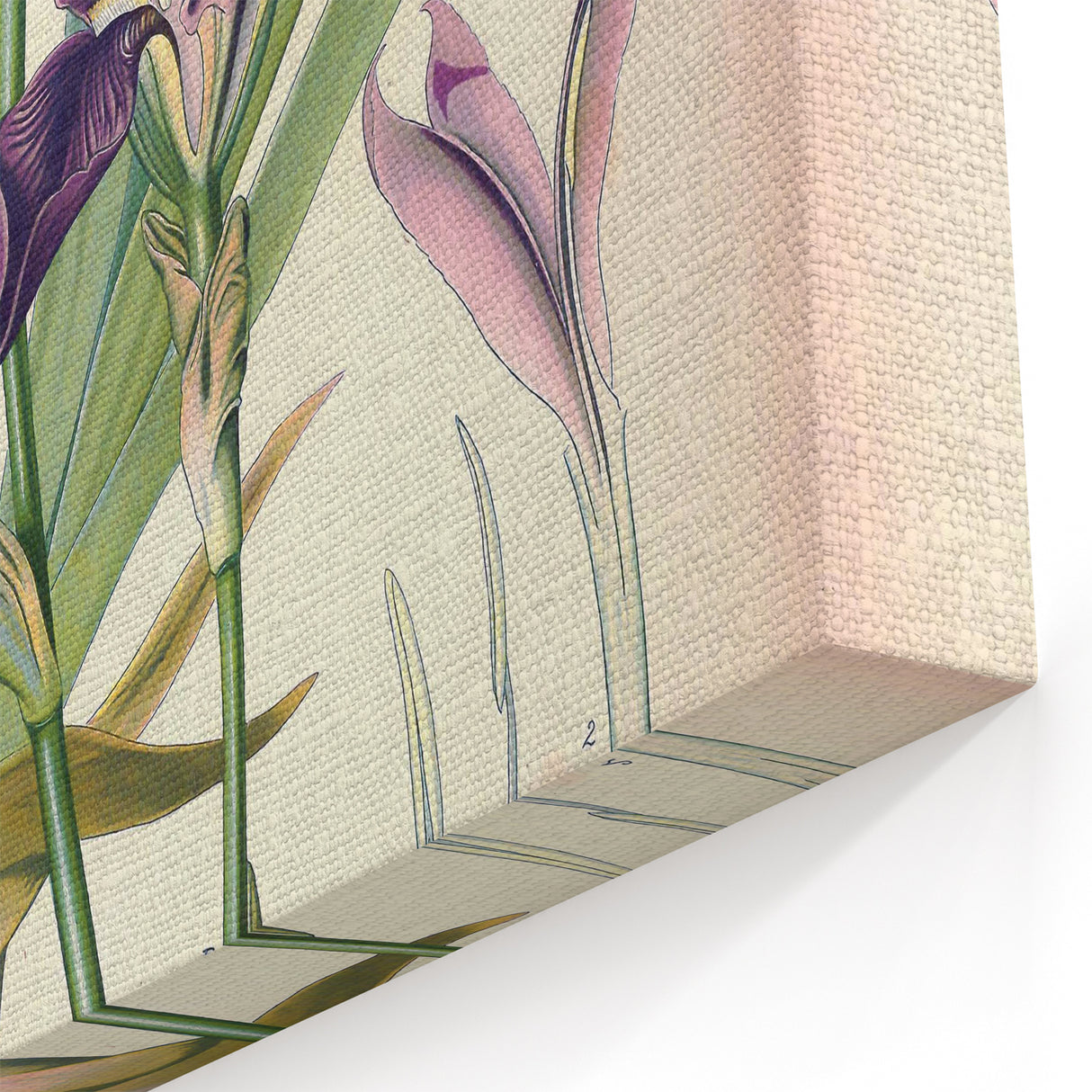 Botanical Art Prints – Vintage Iris Floral Illustration
