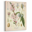Botanical Art Prints – Vintage Almond Blossom Illustration
