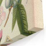 Botanical Art Prints – Vintage Almond Blossom Illustration
