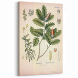Botanical Art Prints – Vintage Angelica Herb Illustration