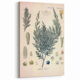 Botanical Art Prints – Vintage Juniper Herb Illustration
