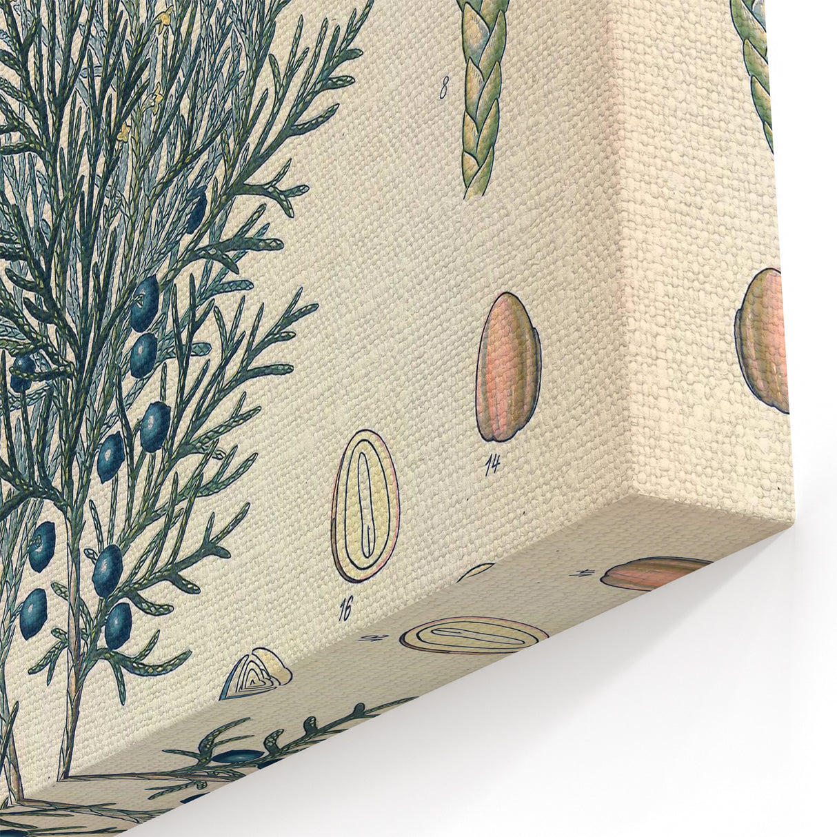 Botanical Art Prints – Vintage Juniper Herb Illustration