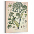Botanical Art Prints – Vintage Angelica Herb Illustration