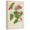 Botanical Art Prints – Vintage Smilax Herb Illustration