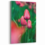 Spring Canvas Art – Dew-Kissed Tulips in Vibrant Bloom