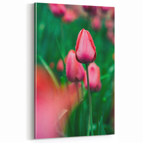 Spring Canvas Art – Dew-Kissed Tulips in Vibrant Bloom