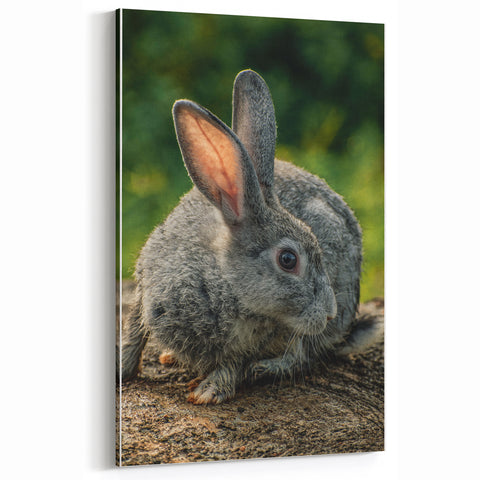 Spring Wall Art – Adorable Gray Rabbit in Nature Canvas Print