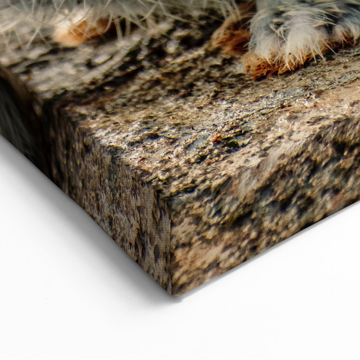 Spring Wall Art – Adorable Gray Rabbit in Nature Canvas Print