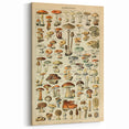 Mushroom Art Print – Vintage Champignons Illustration