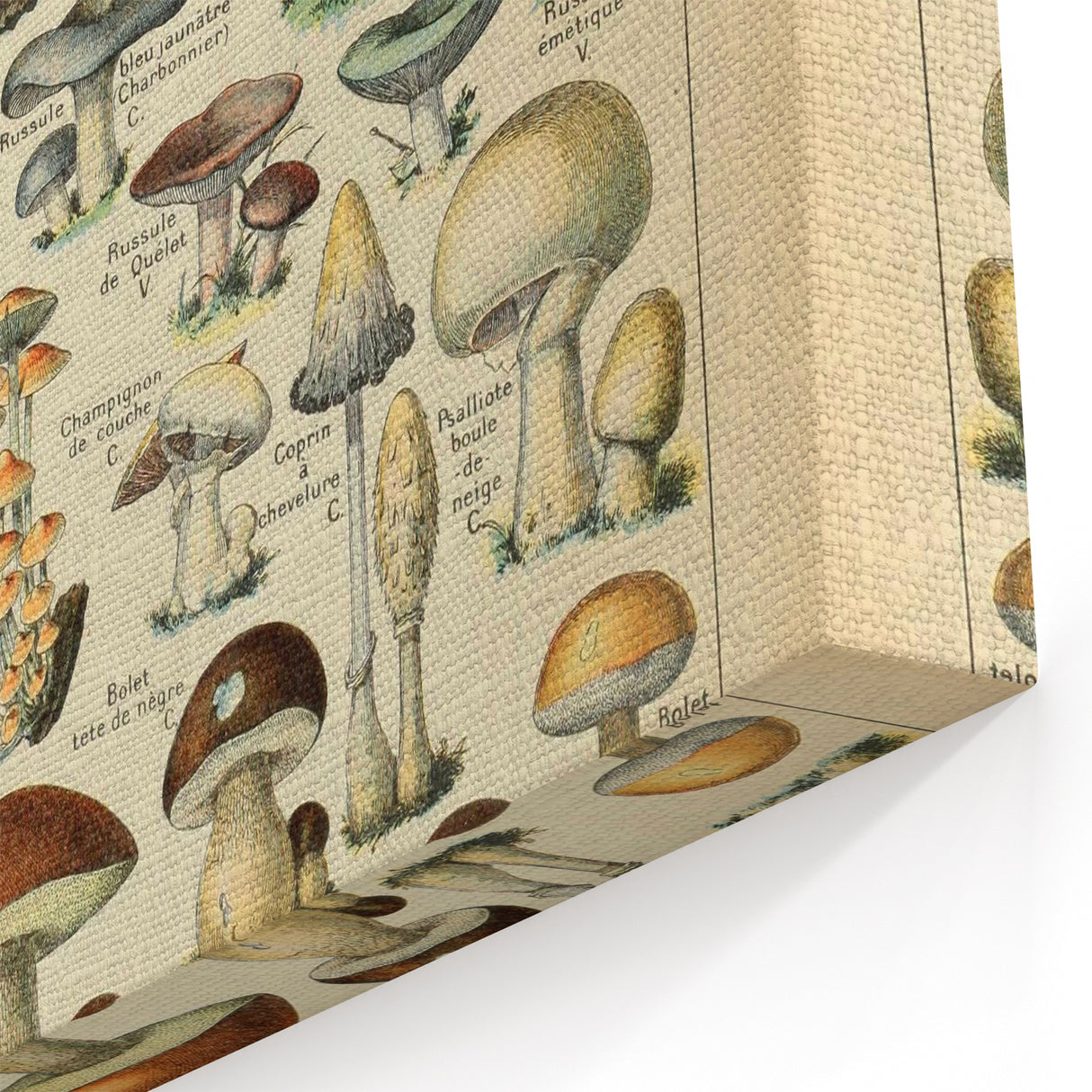Mushroom Art Print – Vintage Champignons Illustration