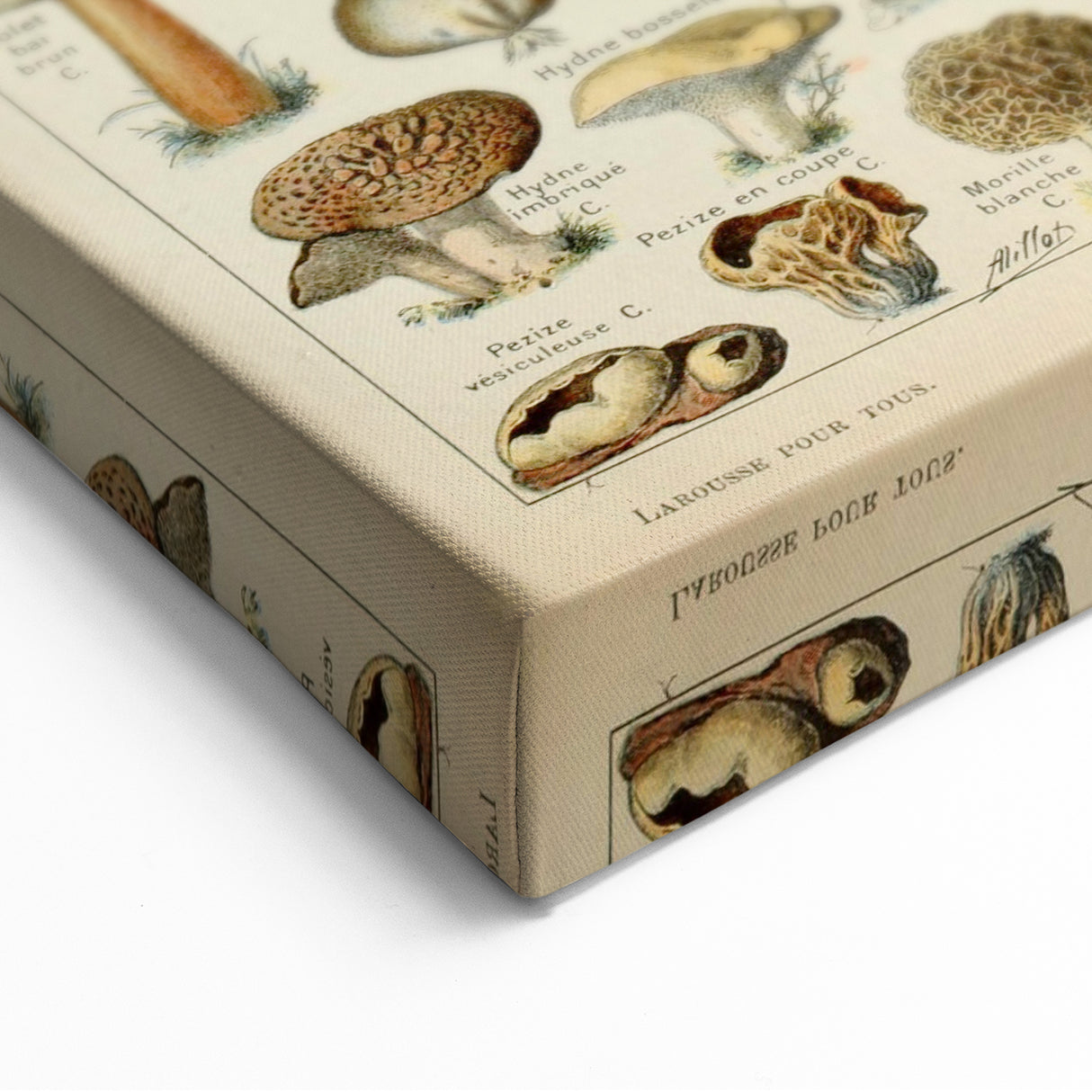 Mushroom Art Print – Vintage Champignons Illustration