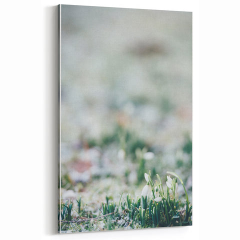Spring Canvas Art – Delicate Snowdrops Emerging from Frost