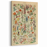 Flower Art Print – Vintage Botanical Flower Illustration