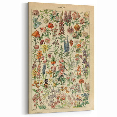 Flower Art Print – Vintage Botanical Flower Illustration