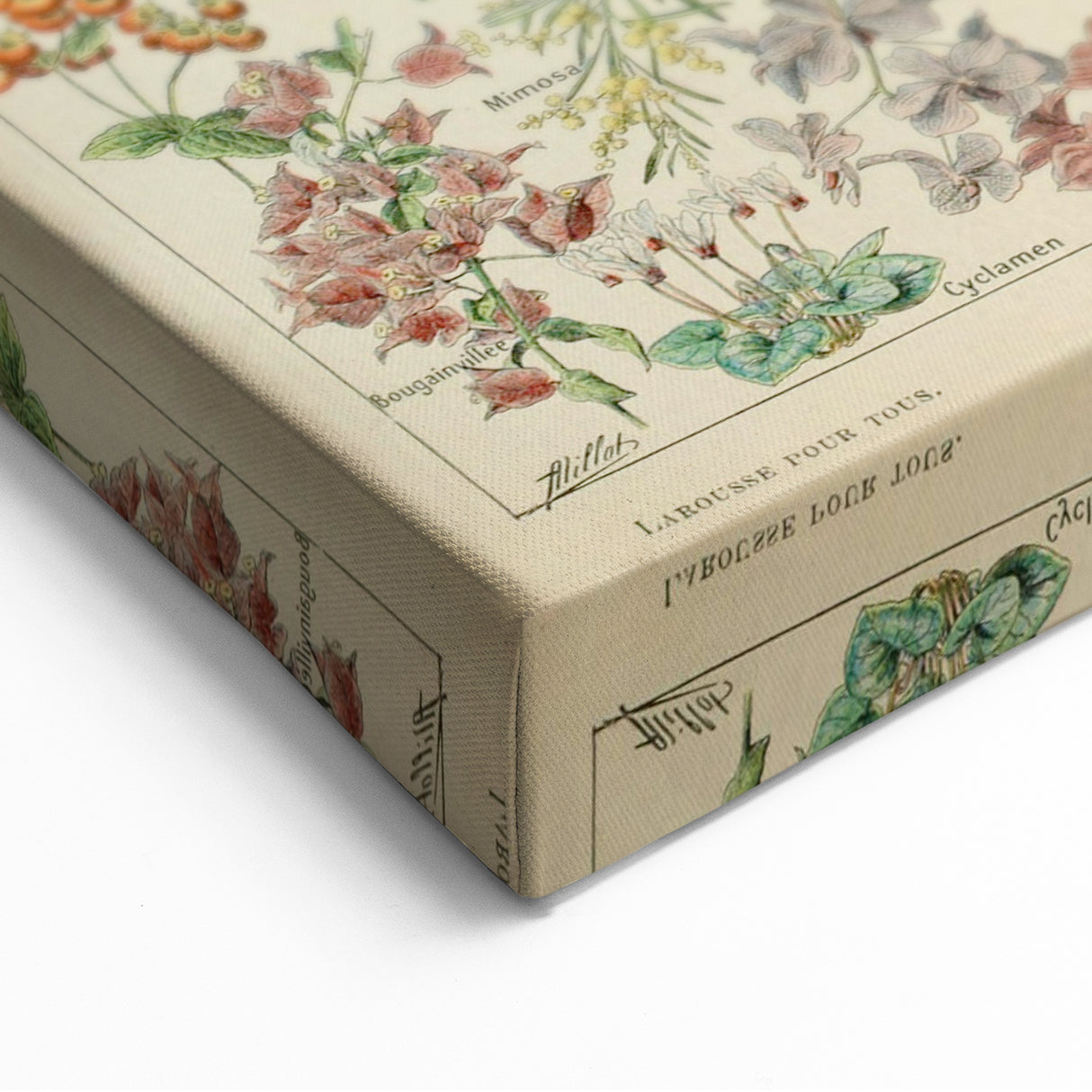 Flower Art Print – Vintage Botanical Flower Illustration