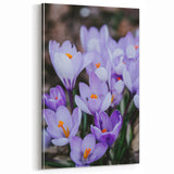 Botanical Wall Art – Blooming Purple Crocus Spring Flowers