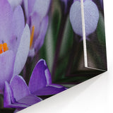 Botanical Wall Art – Blooming Purple Crocus Spring Flowers