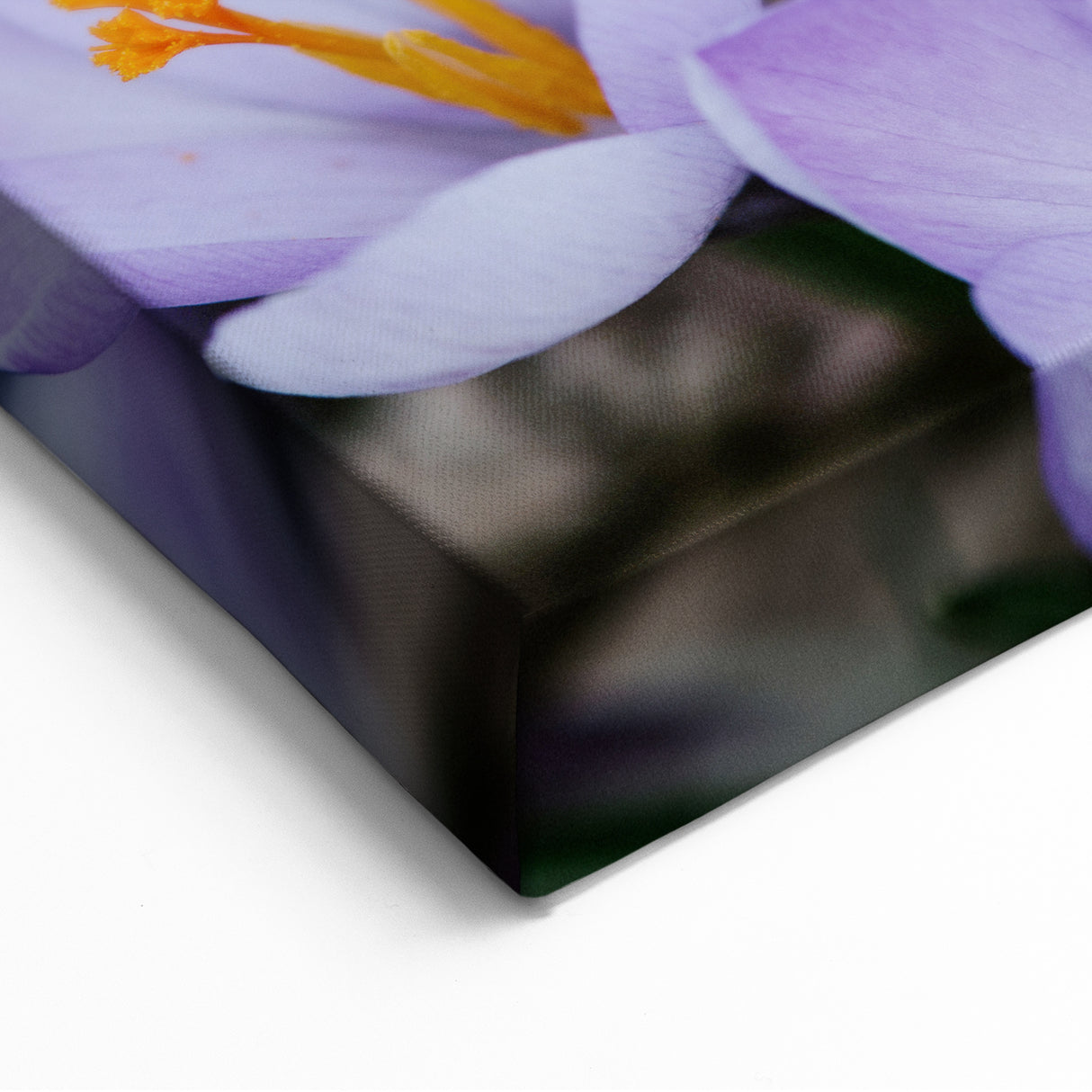 Botanical Wall Art – Blooming Purple Crocus Spring Flowers