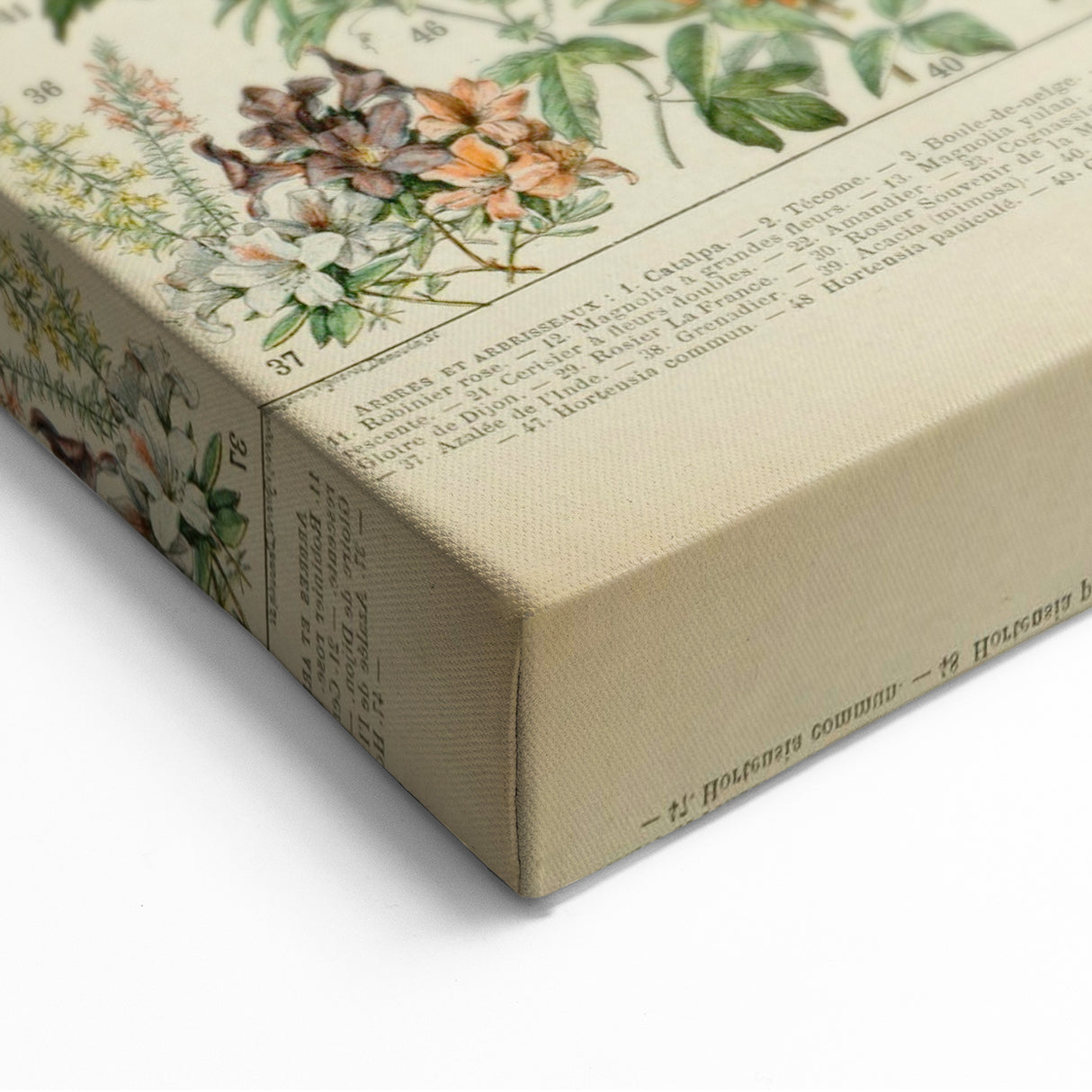 Flower Art Print – Vintage Botanical Flower Illustration