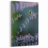 Lavender Blooms and Bee - Spring Wall Art Botanical Canvas