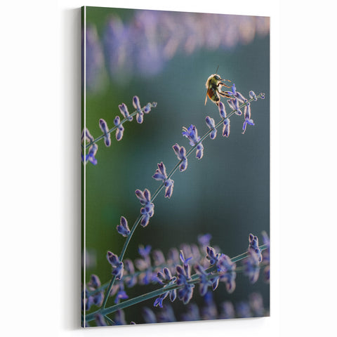 Lavender Blooms and Bee - Spring Wall Art Botanical Canvas
