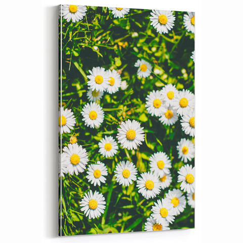 White Daisies Floral Field - Spring Wall Art Botanical Canvas
