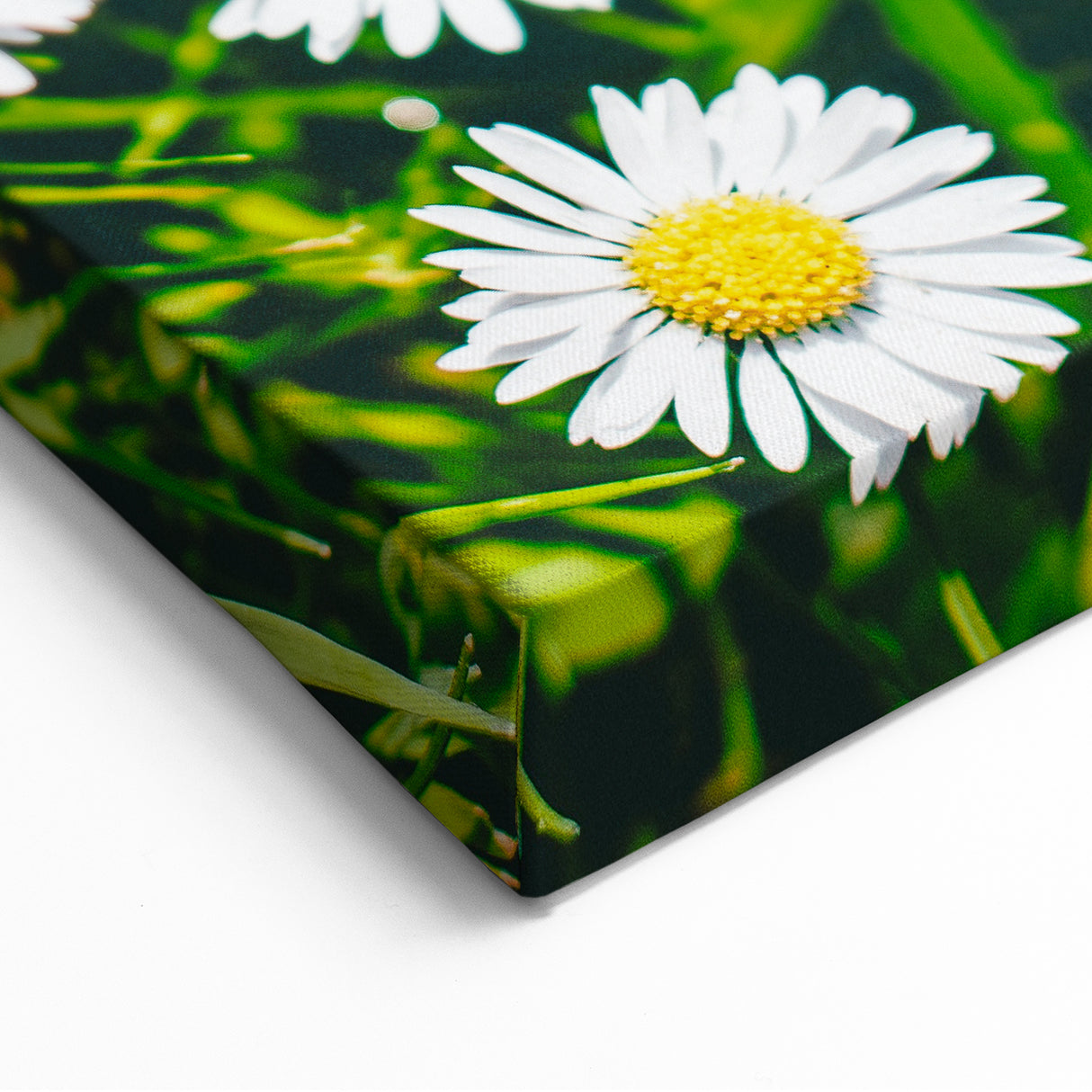 White Daisies Floral Field - Spring Wall Art Botanical Canvas