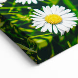 White Daisies Floral Field - Spring Wall Art Botanical Canvas