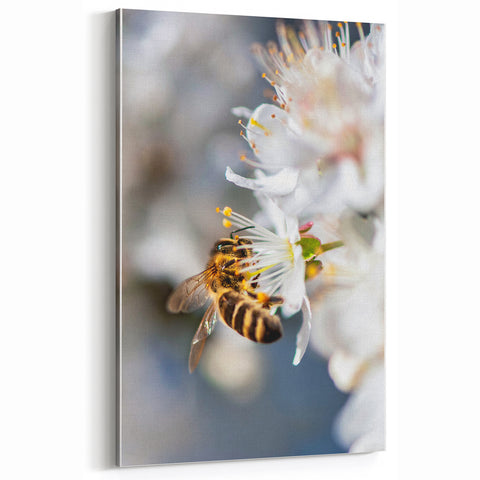 Bee on White Blossom - Spring Wall Art Nature Botanical Canvas