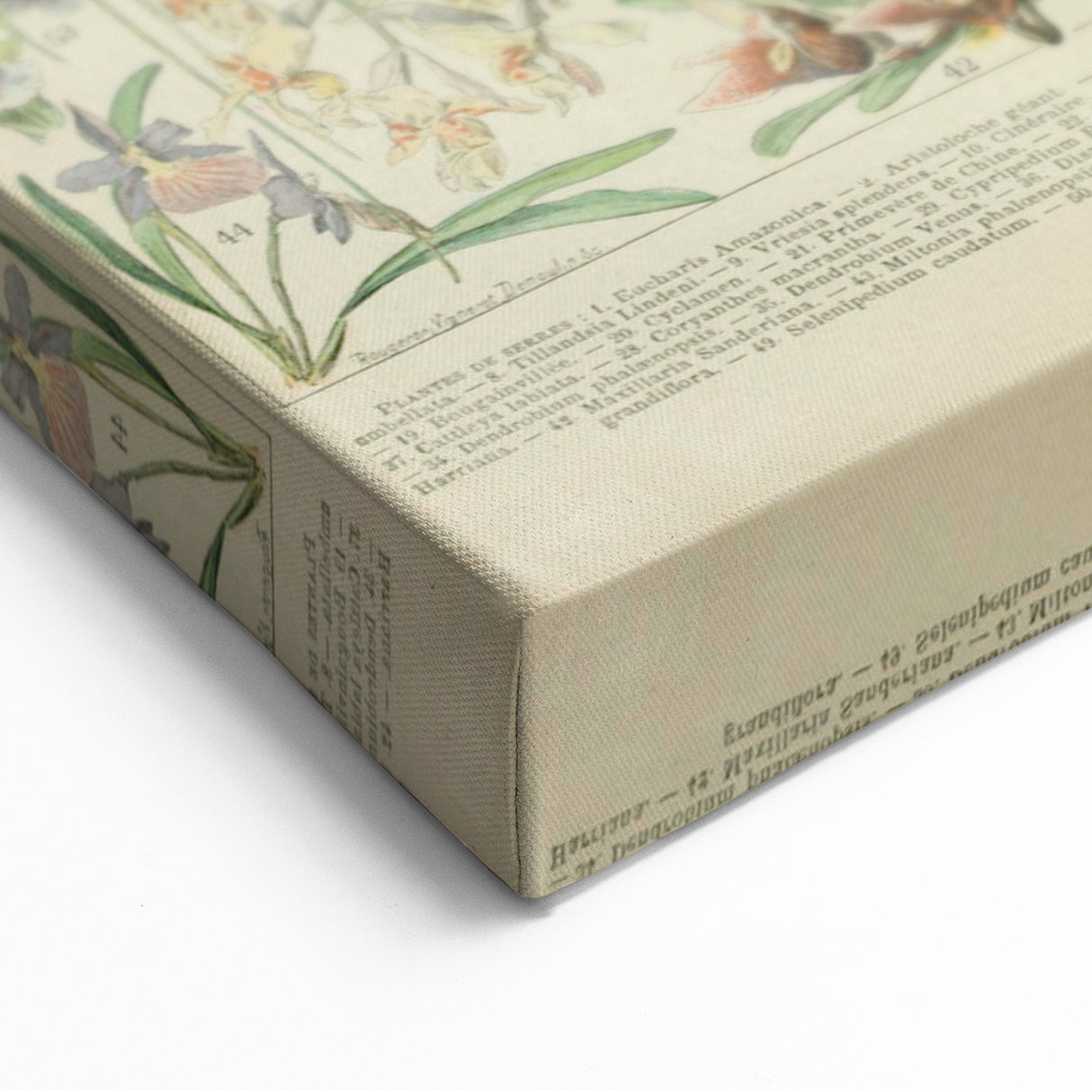 Vintage Botanical Art Prints: Nature-Inspired Floral Wall Art