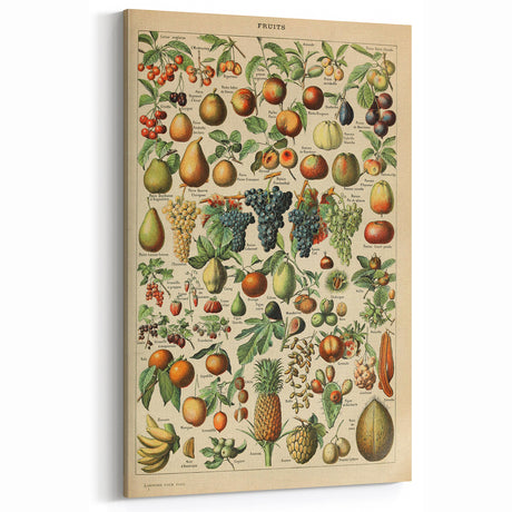 Vintage Botanical Art Prints: Colorful Fruit Illustrations Wall Art
