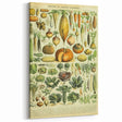 Vintage Botanical Art Prints: Detailed Vegetable Illustration Wall Art