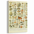 Vintage Botanical Art Prints: Intricate Mushroom Illustration Wall Art