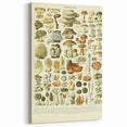 Vintage Botanical Art Prints: Intricate Mushroom Illustration Wall Art