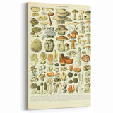 Vintage Botanical Art Prints: Intricate Mushroom Illustration Wall Art