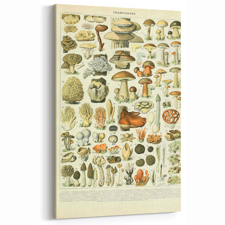 Vintage Botanical Art Prints: Intricate Mushroom Illustration Wall Art