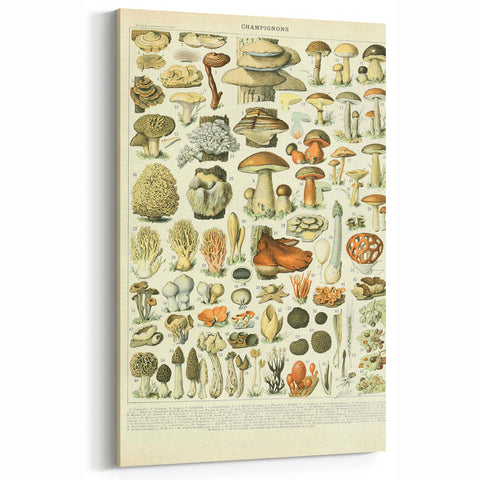 Vintage Botanical Art Prints: Intricate Mushroom Illustration Wall Art