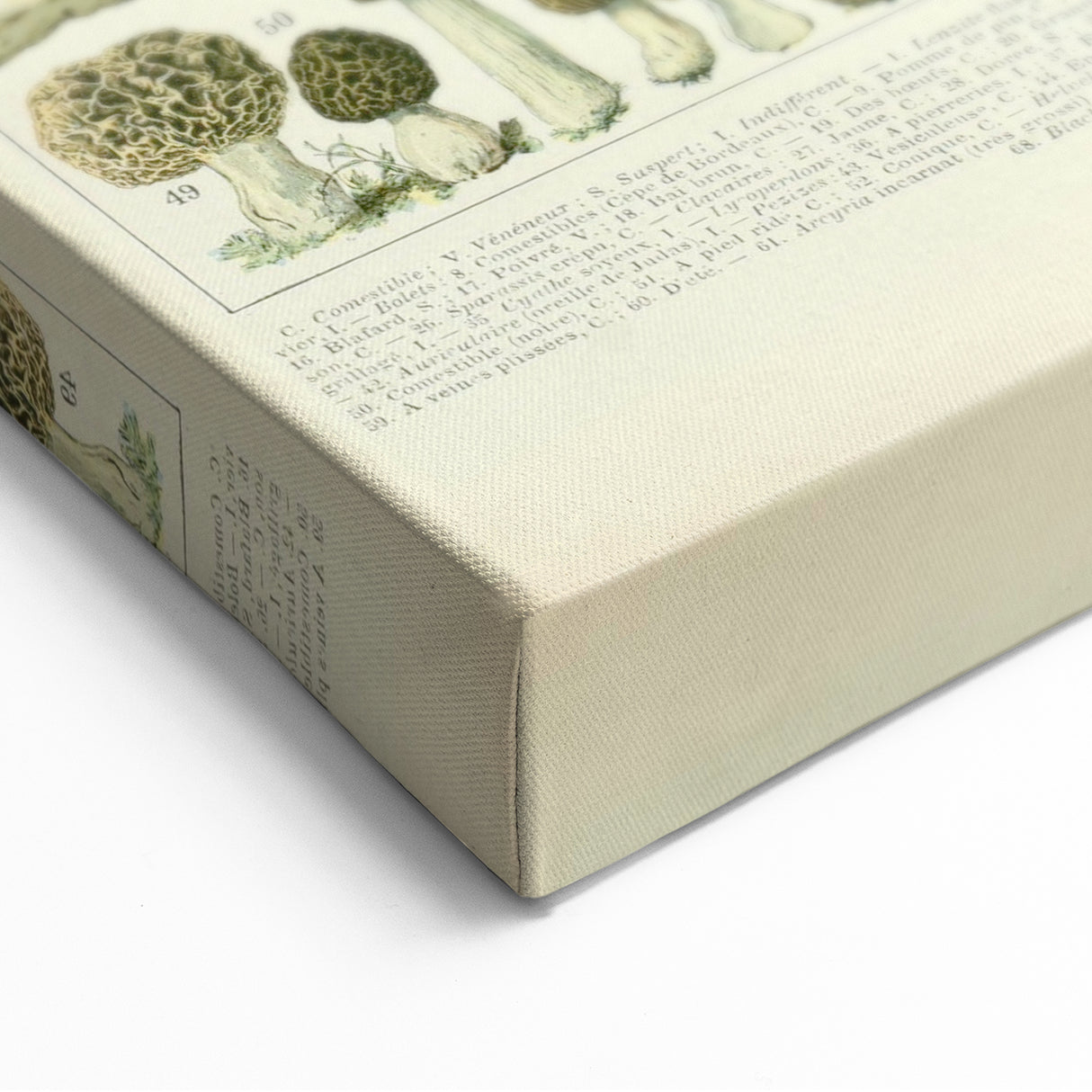 Vintage Botanical Art Prints: Intricate Mushroom Illustration Wall Art