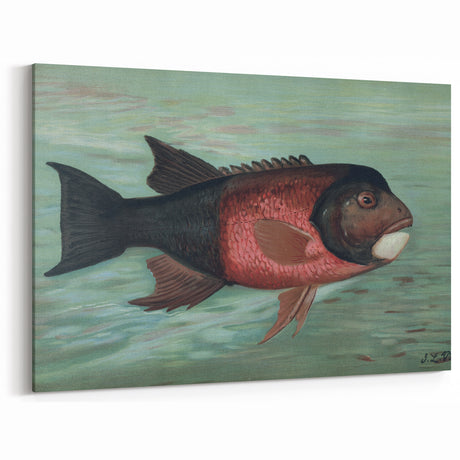 Vintage Animal Art: Fish in Water | Antique Wildlife Prints