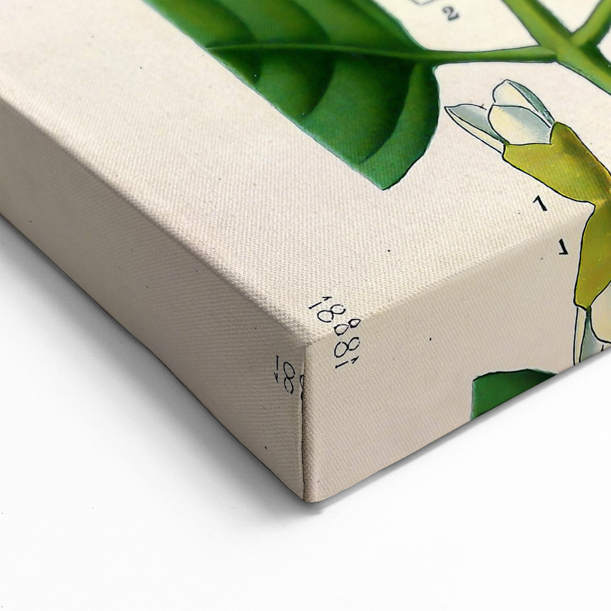 Botanical Art Prints: Elegant Floral & Leafy Plant Illustrations
