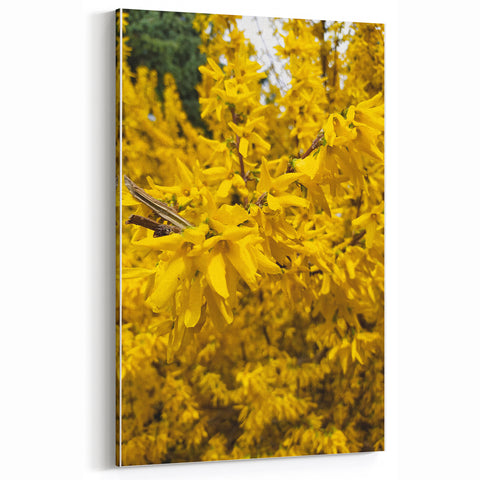 Spring Canvas Art – Vibrant Yellow Forsythia Floral Wall Print