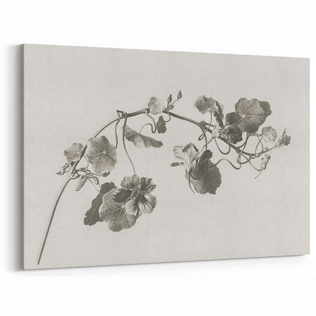Black and White Botanical Art Prints: Elegant Nasturtium Wall Art