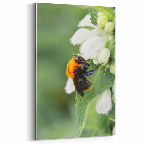 Bumblebee & Blooms - Spring Botanical Wall Art for Nature Lovers