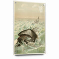 Vintage Animal Art: Whales in Ocean Waves | Antique Wildlife Prints