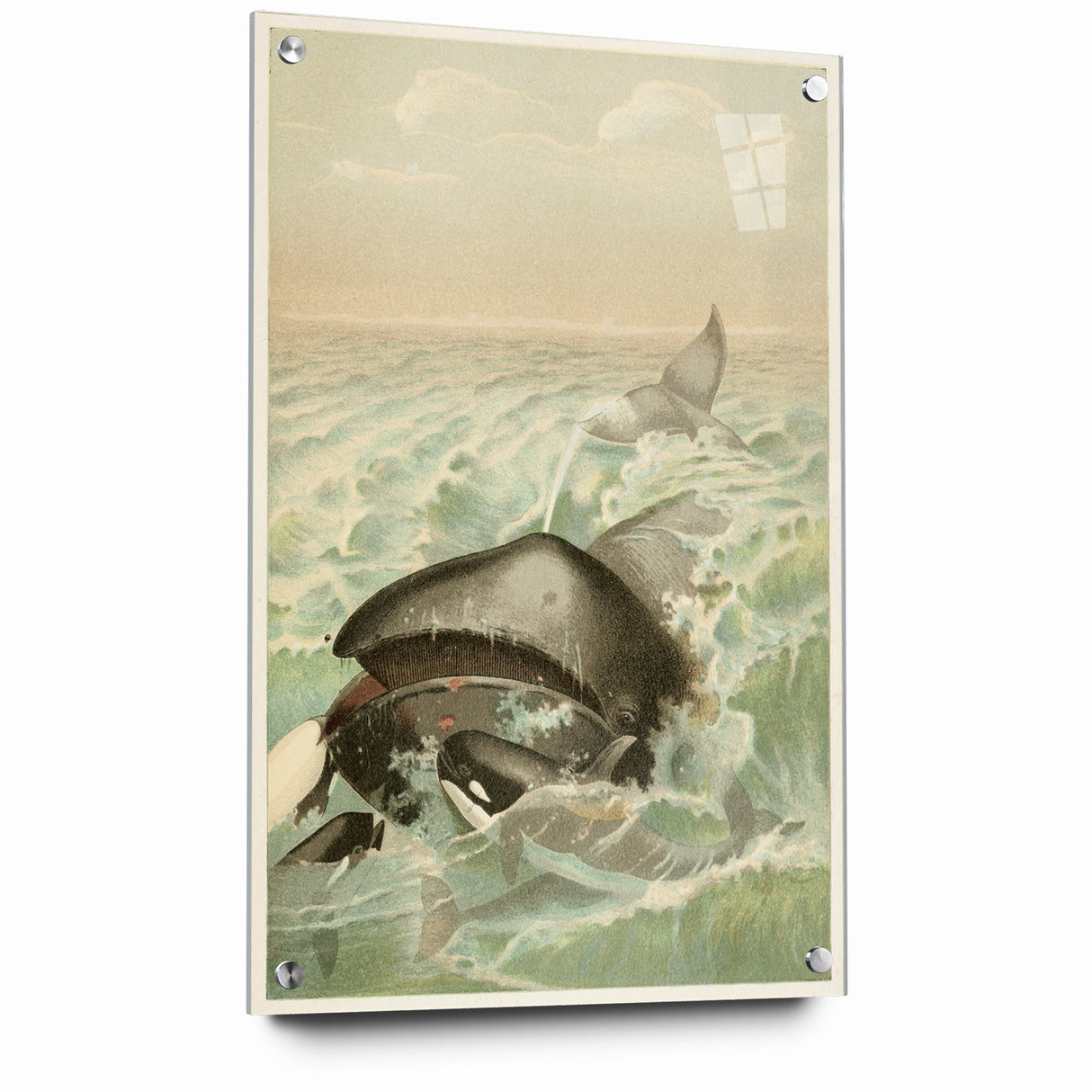 Vintage Animal Art: Whales in Ocean Waves | Antique Wildlife Prints