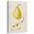 Vintage Pear Botanical Print – Classic Fruit Wall Art