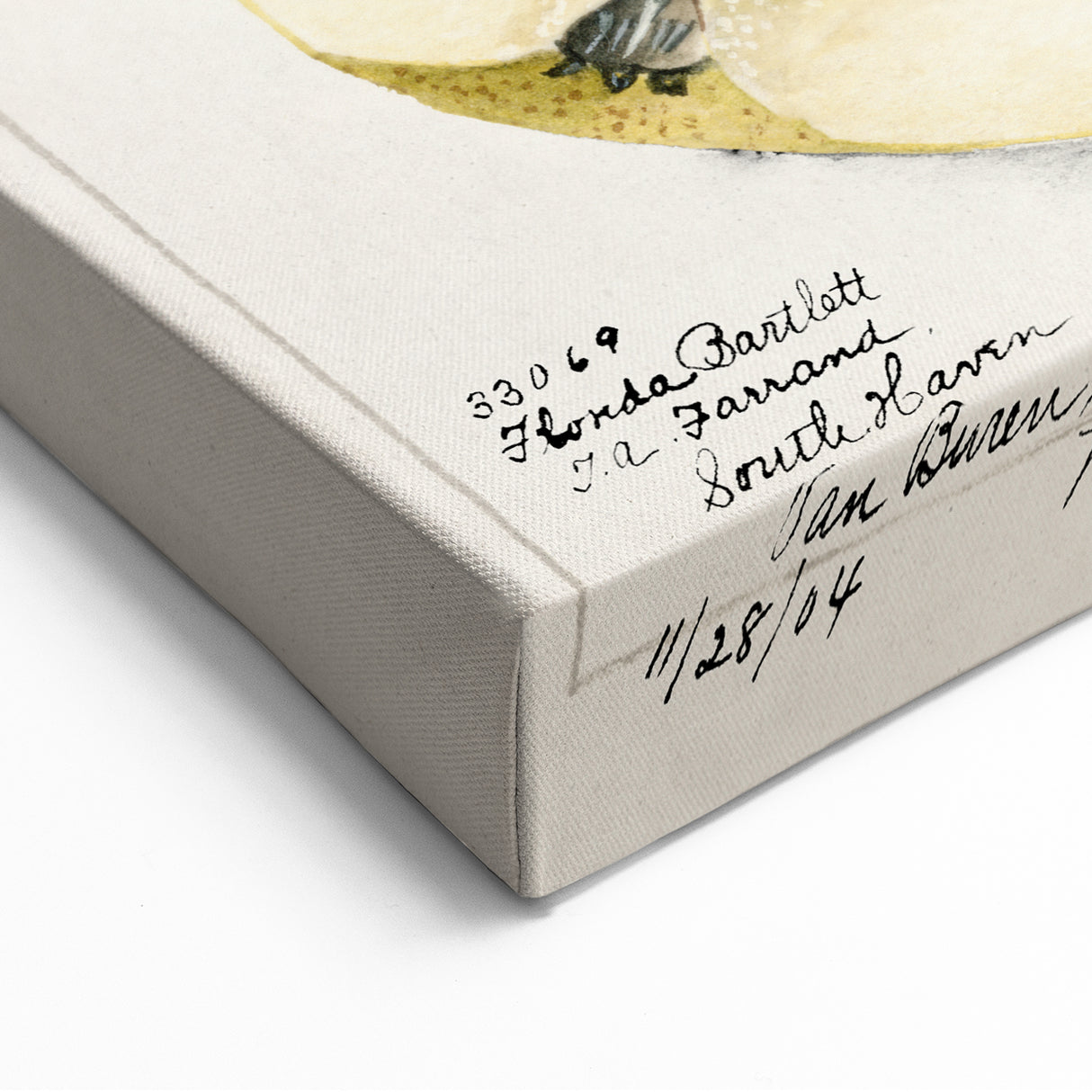 Vintage Pear Botanical Print – Classic Fruit Wall Art