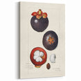 Vintage Mangosteen Botanical Print – Elegant Fruit Wall Art